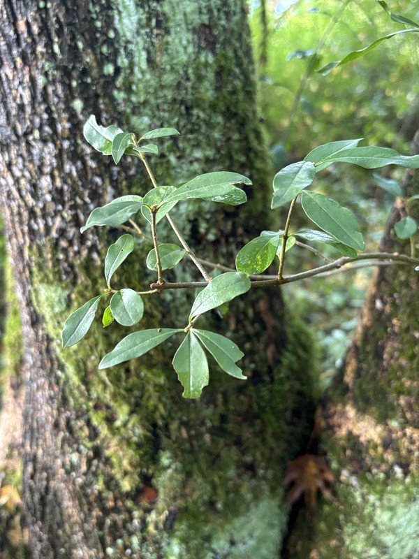 Zweit mit Blättern vor einem Baumstamm
