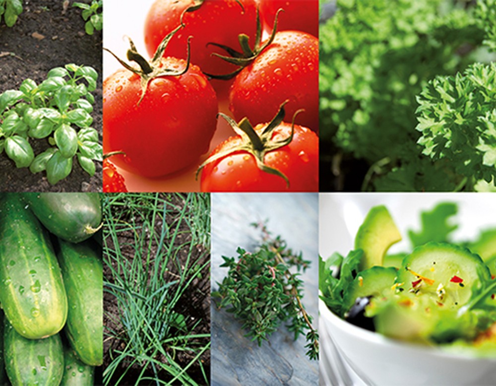 Frische Kräuter, Tomaten und Gurken