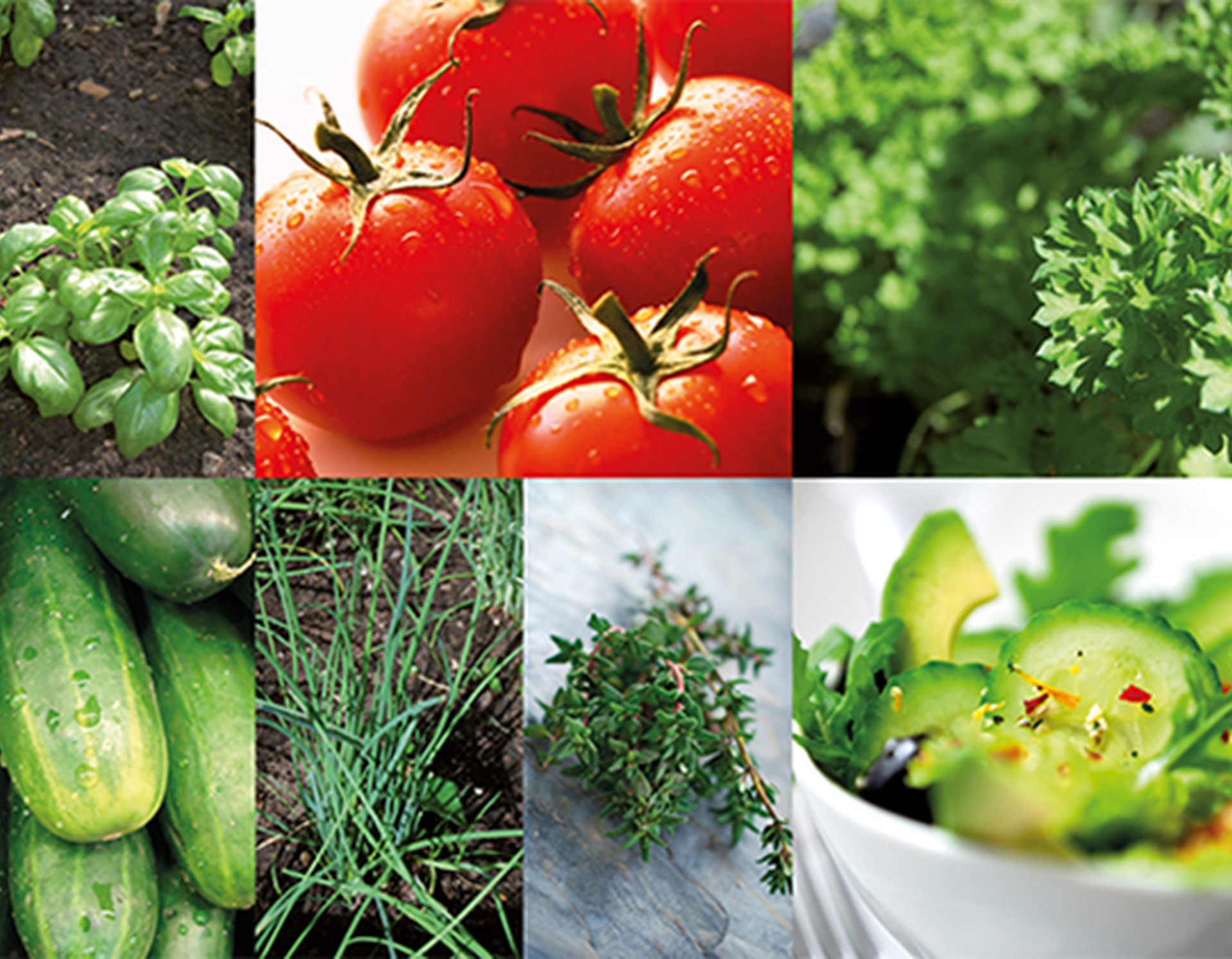 Frische Kräuter, Tomaten und Gurken