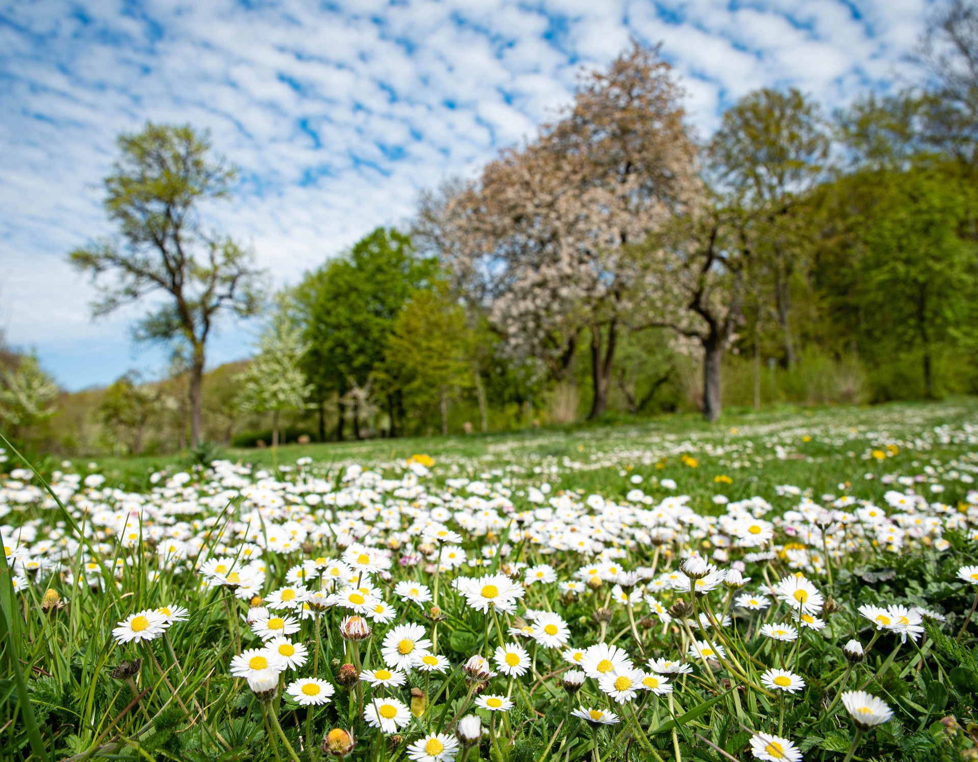 Eine Wiese mit Obstbäumen und großen Flächen voll weiß blühender Gänseblümchen. Foto: Henrike Hochschulz