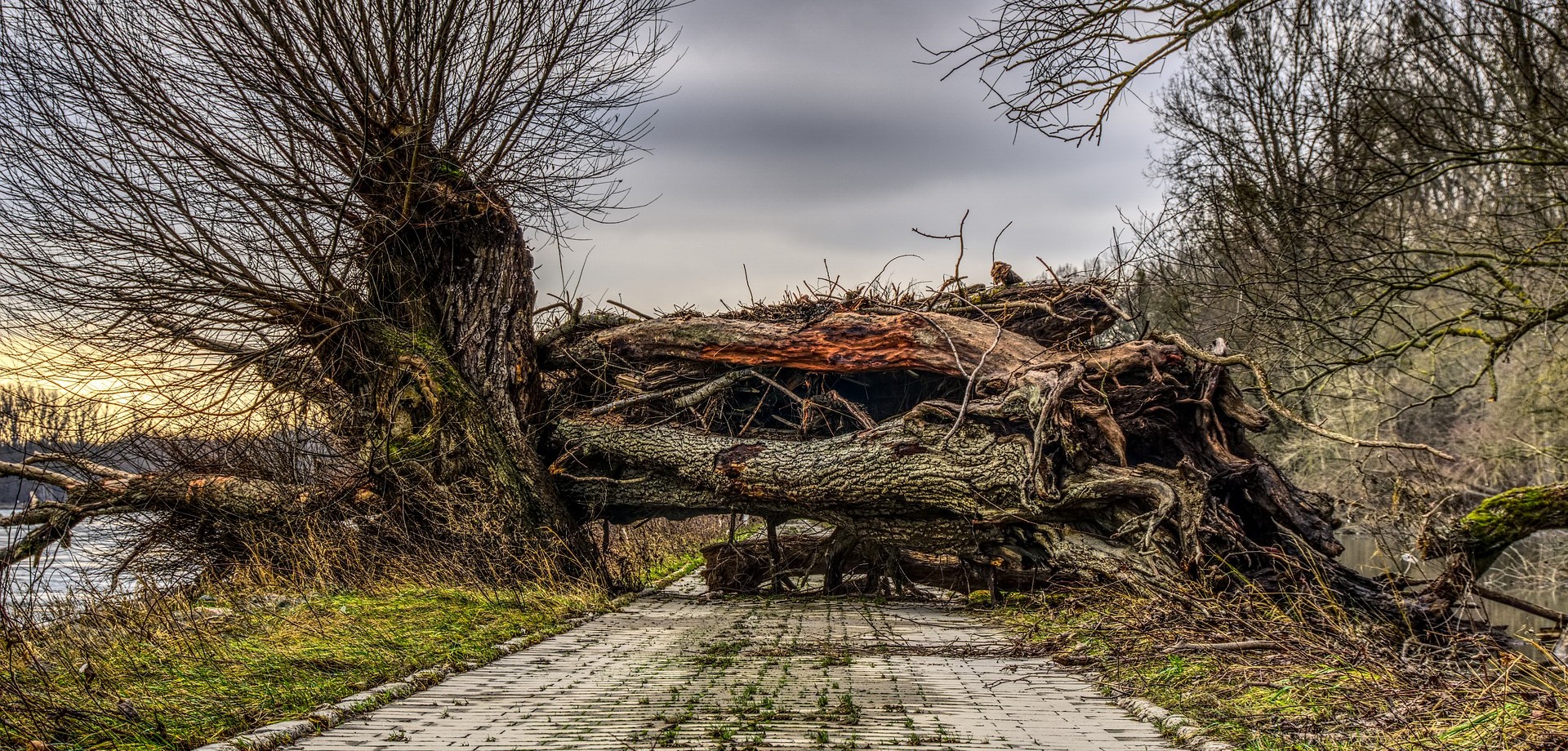 Ein schief gewachsener Baum wurde durch Wind entwurzelt und liegt quer auf einem Gehweg
