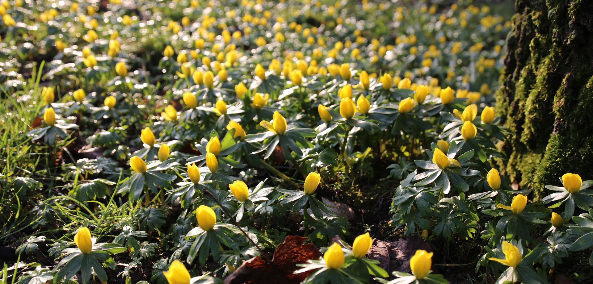 Gelbe Frühlingsblumen auf einer Rasenfläche, rechts ein bemooster Baumstamm