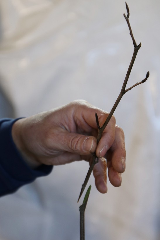 Eine Hand hält einen schräg angeschnittenen Zweig, die andere das passgenaue Gegenstück eines zweiten Zweiges