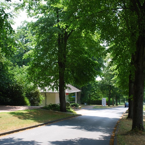 Eine von hohen Bäumen gesäumte Straße führt einen Berg hinab, links steht ein kleines Haus.