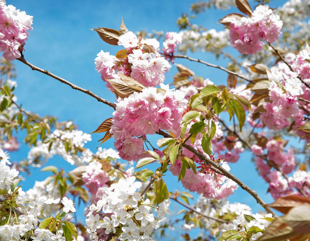 Rosa und weiße Blüten an Bäumen. Foto: Henrike Hochschulz