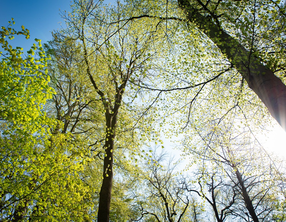 Durch Baumkronen mit frischem Grün scheint die Sonne. Foto: Henrike Hochschulz
