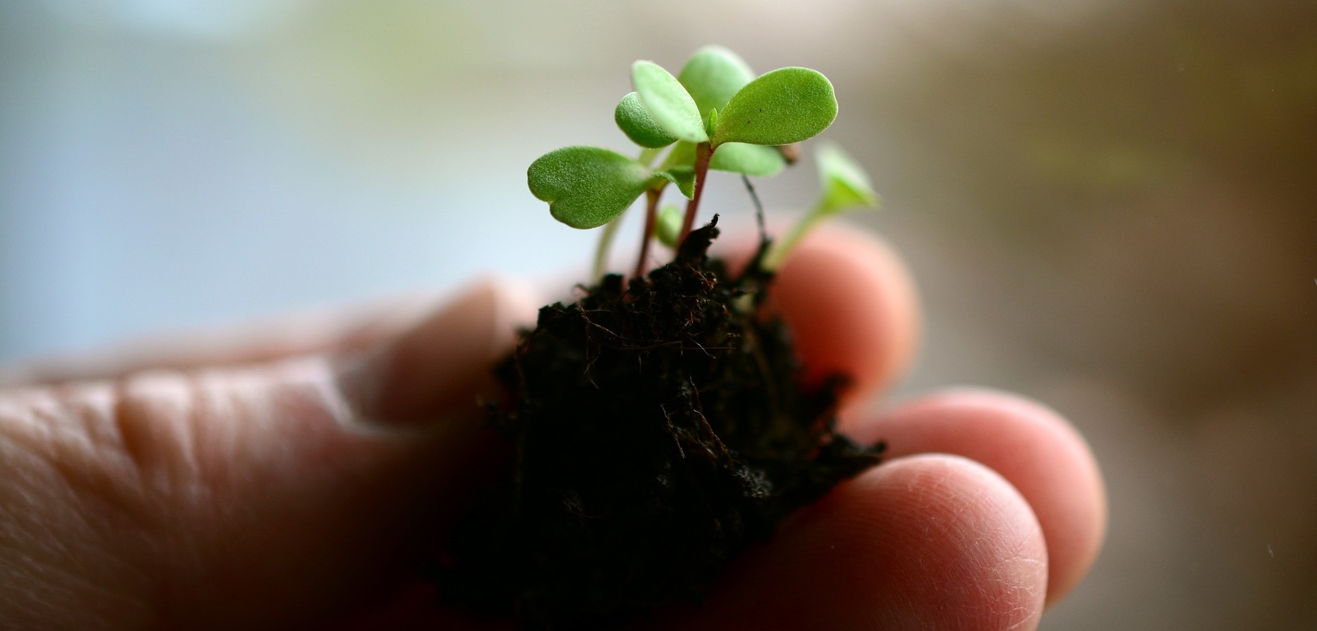 Eine Hand hält einen kleinen Erdklumpen aus dem eine kleine, junge Pflanze grün erblüht