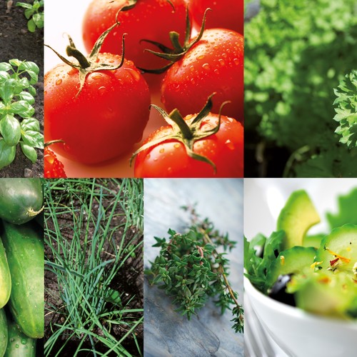 Tomaten, Salat, Gurken