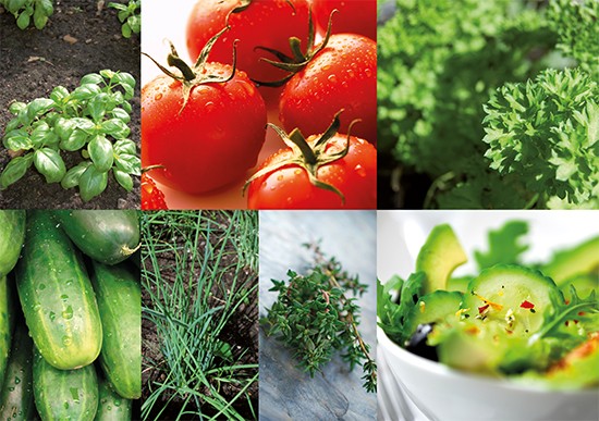 Sieben kleine Fotos von Kräutern, Tomaten und Gurken